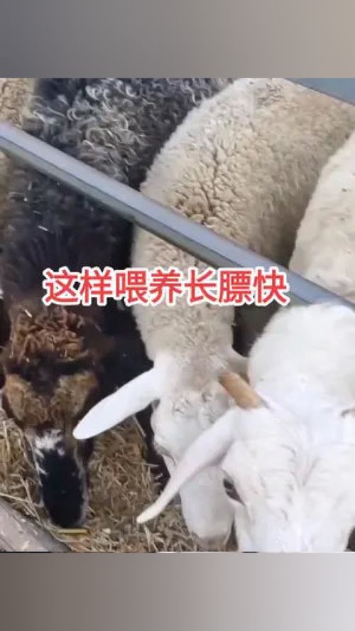科学喂养与养殖小妙招 助力畜牧与水产高效发展